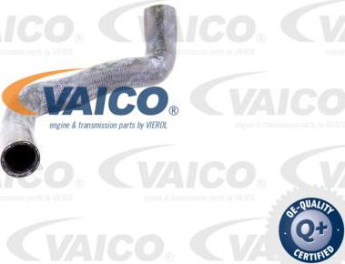 VAICO V30-0146 - Radiator şlanqı furqanavto.az